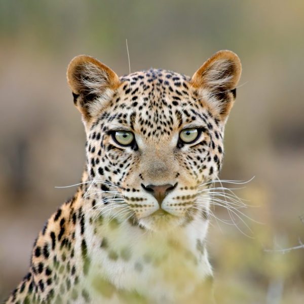 Portrait of a leopard (Panthera pardus), Kalahari desert, South Africa